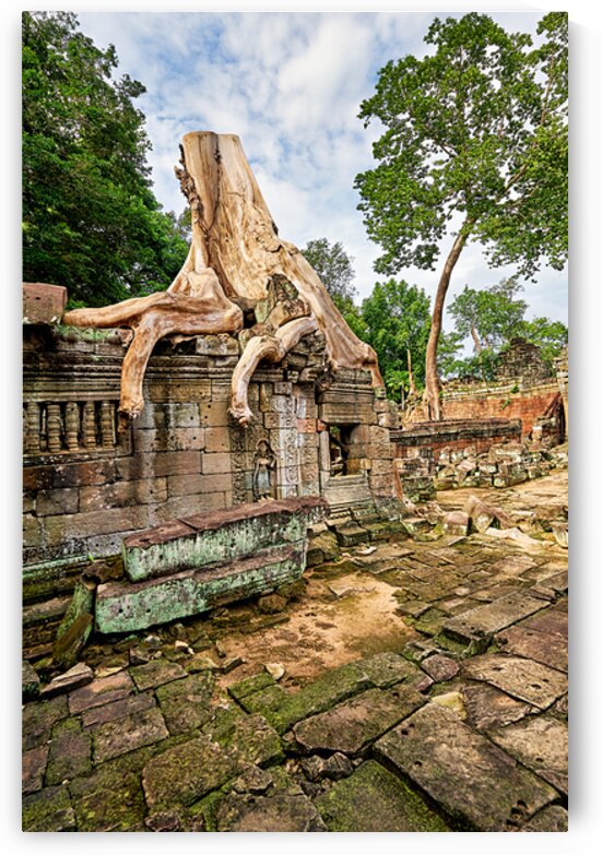 Tree roots engulf ancient temple ruins. by Marco Brivio
