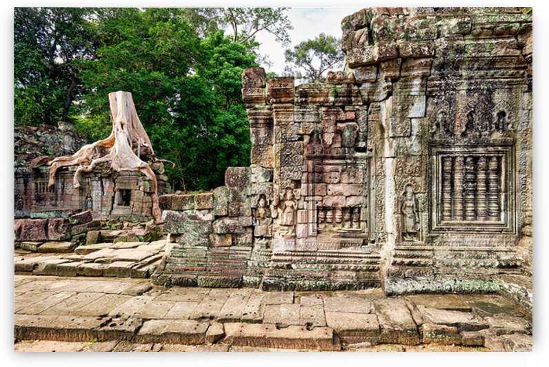 Ancient temple ruins consumed by giant tree roots. by Marco Brivio