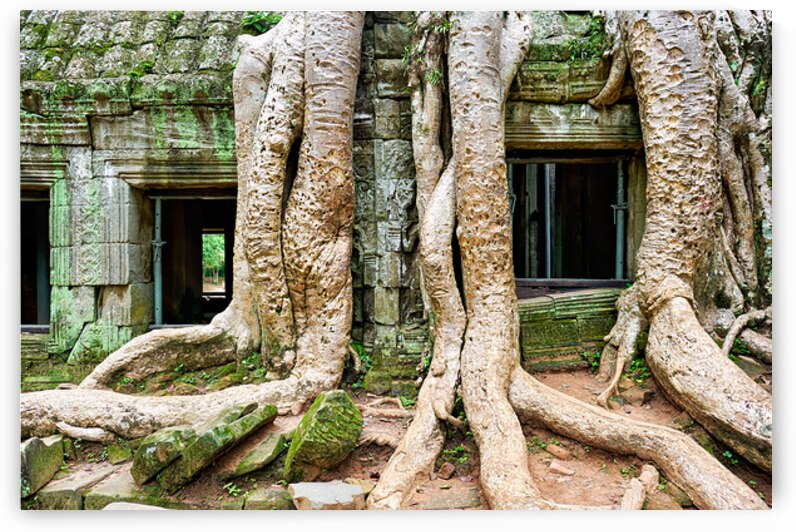 Giant tree roots engulf ancient mossy temple ruins. by Marco Brivio