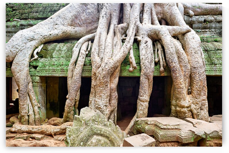 Massive tree roots dominate ancient mossy temple structure. by Marco Brivio