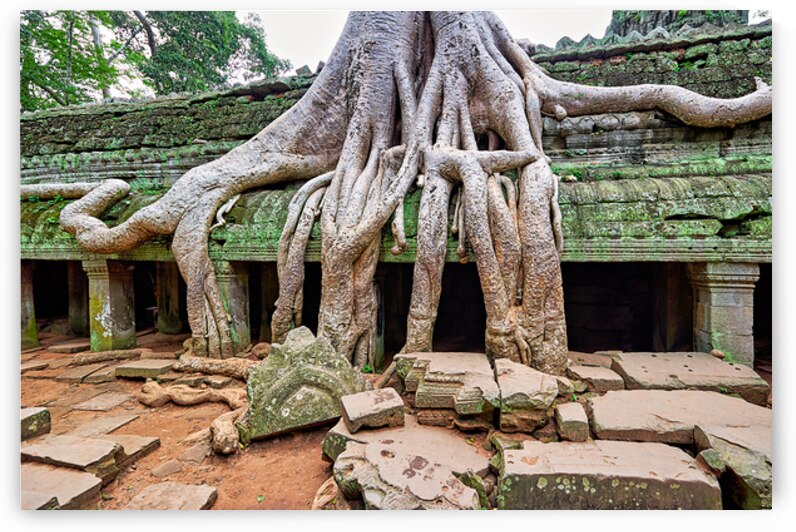 Giant tree roots engulf ancient temple ruins. by Marco Brivio