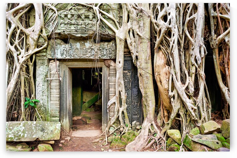 Ancient temple ruins consumed by massive tree roots. by Marco Brivio