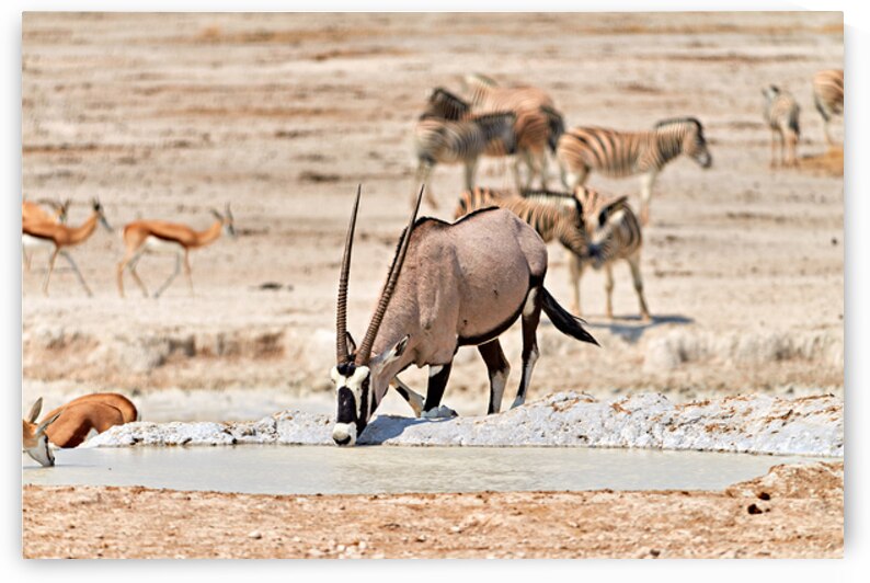 Gemsbok Oryx drinks at waterhole in Etosha National Park in Nami by Marco Brivio