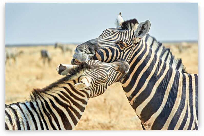 Zebras cuddle together in the wild at Etosha National Park in Na by Marco Brivio