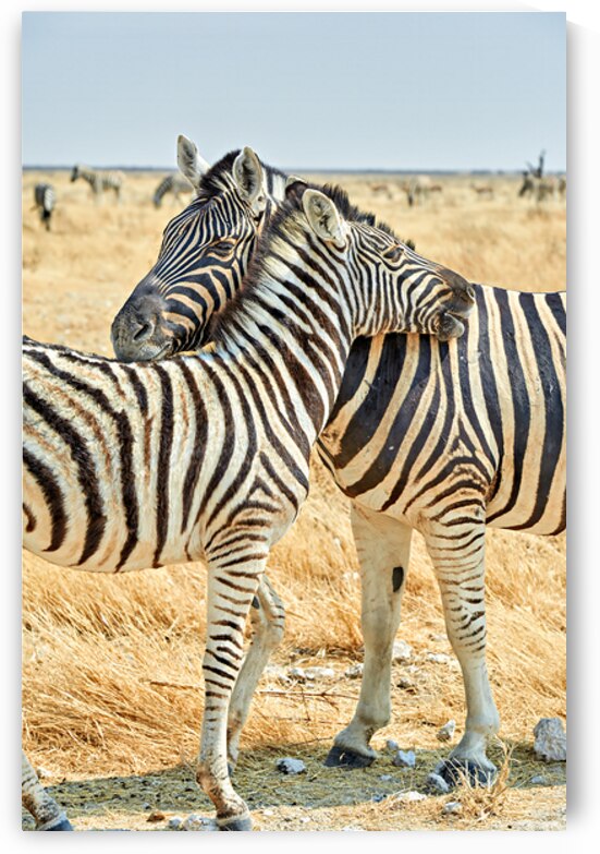 Zebras cuddle together in Etosha National Park in Namibia by Marco Brivio