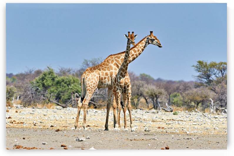 Giraffes walking together in Etosha National Park Namibia by Marco Brivio
