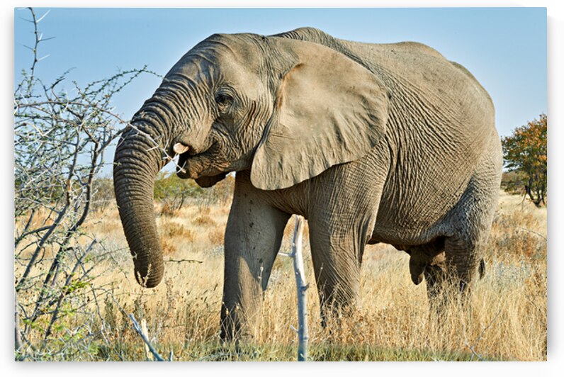 Elephant walking in the wild at Etosha National Park in Namibia by Marco Brivio