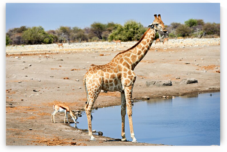 Giraffe and black faced impala drink at waterhole in Etosha Park by Marco Brivio