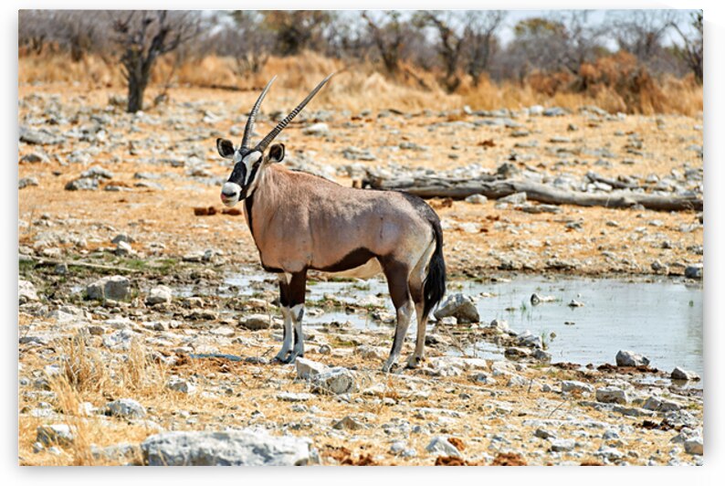 Gemsbok Oryx stands near water in Etosha National Park Namibia by Marco Brivio