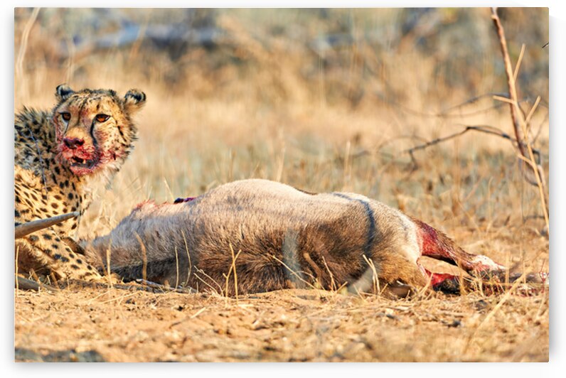 Cheetah hunts and eats in Okonjima Reserve Namibia by Marco Brivio