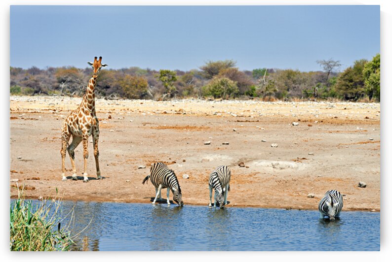 Giraffe and zebras drink water together at a waterhole in Namibi by Marco Brivio