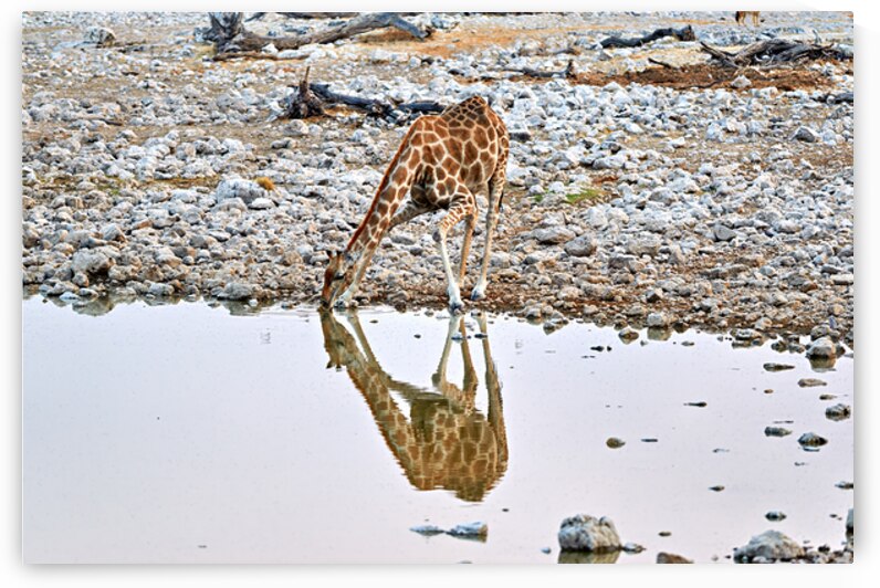 Giraffe drinks water at a waterhole in Etosha National Park Nam by Marco Brivio
