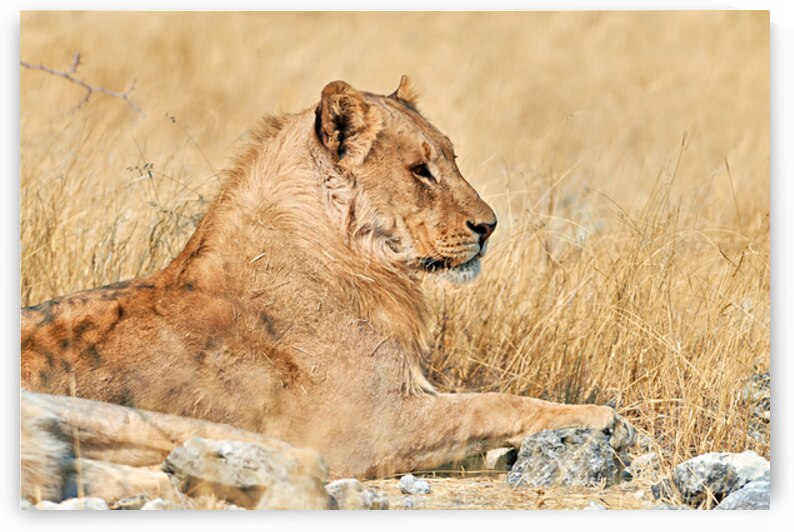 Lion resting in Etosha National Park Namibia during the day by Marco Brivio