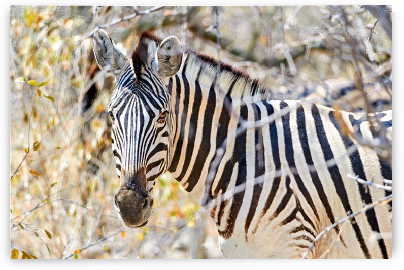 Zebra stands among dry bushes in Etosha National Park Namibia by Marco Brivio