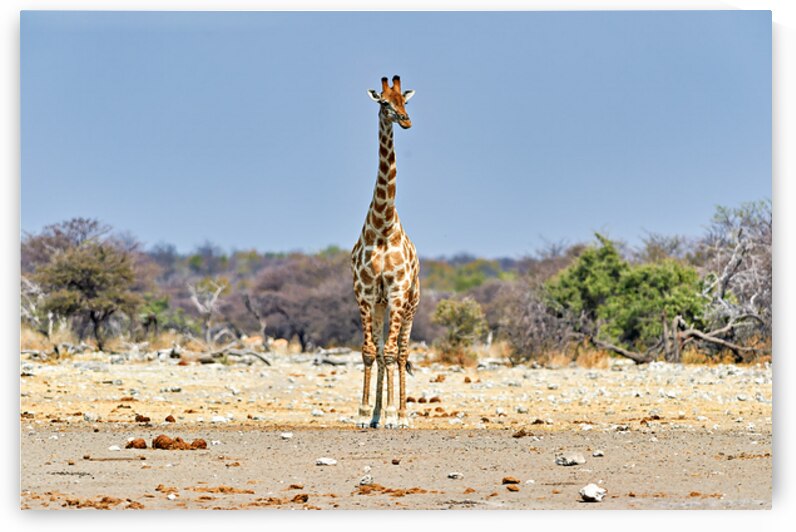 Giraffe stands in the dry landscape of Etosha National Park Nam by Marco Brivio