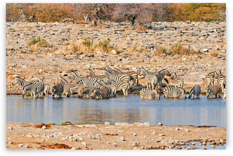 Zebras drink water at a waterhole in Etosha National Park Namibi by Marco Brivio