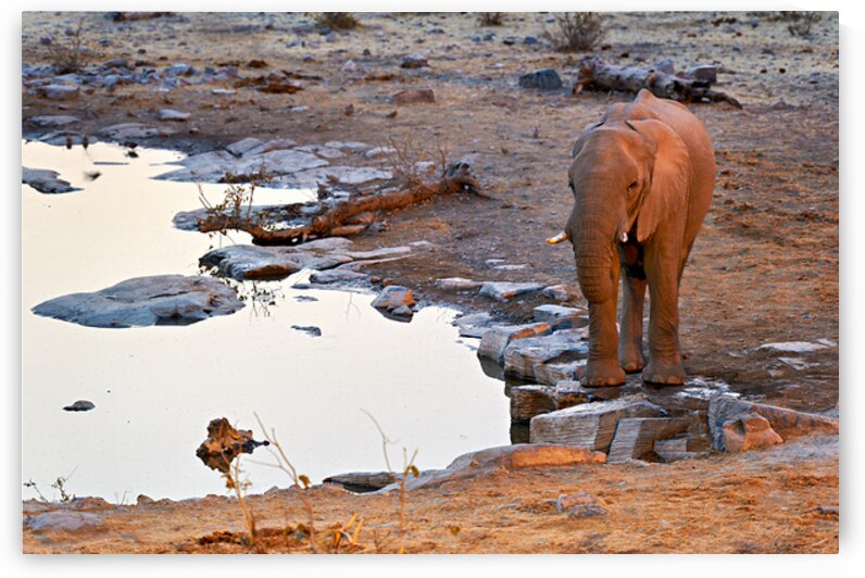 Elephant drinks at waterhole during sunset in Etosha National Pa by Marco Brivio