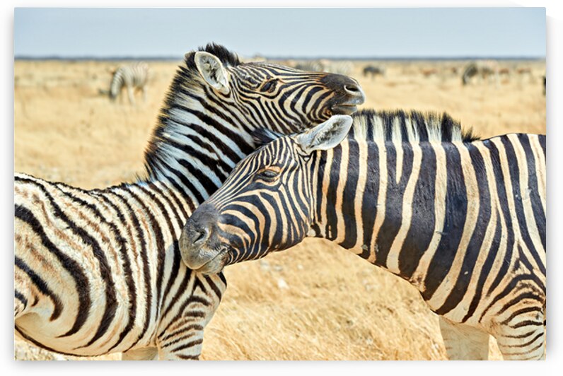 Zebras cuddle in Etosha National Park in Namibia during daylight by Marco Brivio