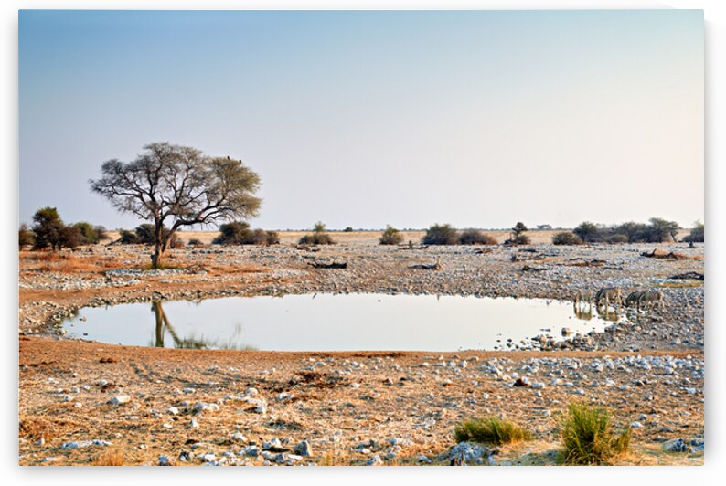 Zebras drink water at a waterhole in Etosha National Park Namibi by Marco Brivio