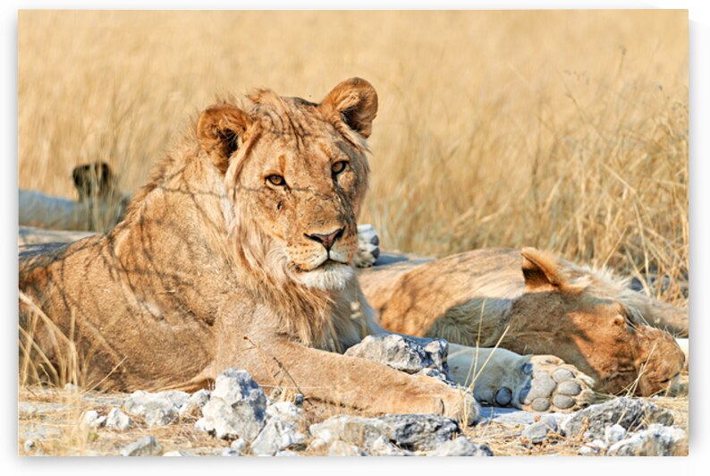 Lion resting in Etosha National Park Namibia during daylight ho by Marco Brivio