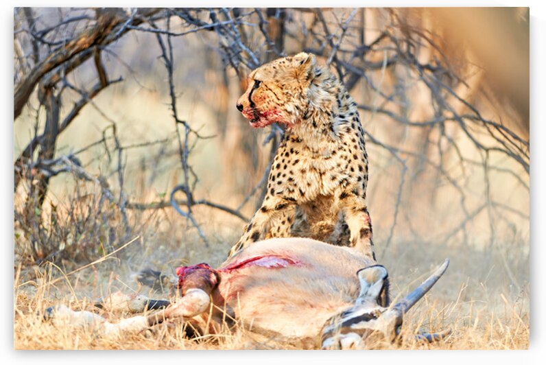 Cheetah feeds on prey in okonjima reserve in namibia by Marco Brivio
