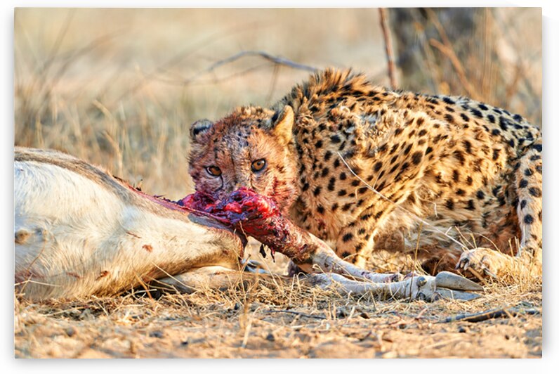 Cheetah feeding on prey in Okonjima Reserve in Namibia by Marco Brivio