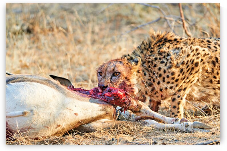 Cheetah feeding on prey in Okonjima Reserve during sunset in Nam by Marco Brivio