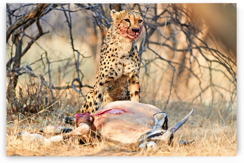 Cheetah with prey at Okonjima Reserve in Namibia after hunt by Marco Brivio