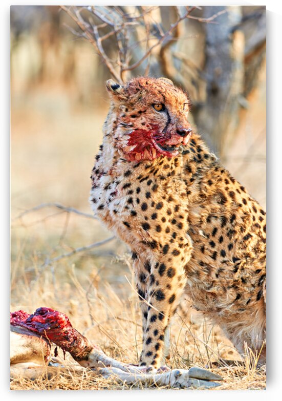 Cheetah eating after a hunt in Okonjima Reserve Namibia by Marco Brivio