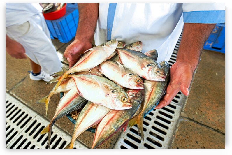 Freshly caught fish in Dubai held by a man at the market by Marco Brivio