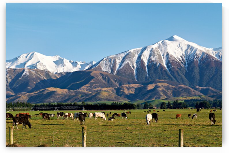Cattles grazing in the countryside of New Zealand Southern Alps by Marco Brivio