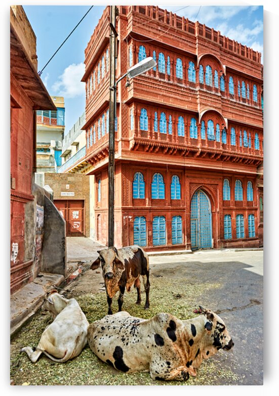 Street scene in Bikaner Rajasthan showing cows near a building by Marco Brivio