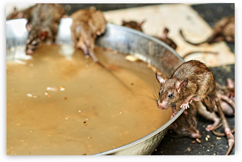 Visitors observe rats at Shree Karni Mataj Temple in Rajasthan by Marco Brivio