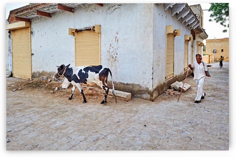 Man walking with cow in Mandawa streets Rajasthan India by Marco Brivio