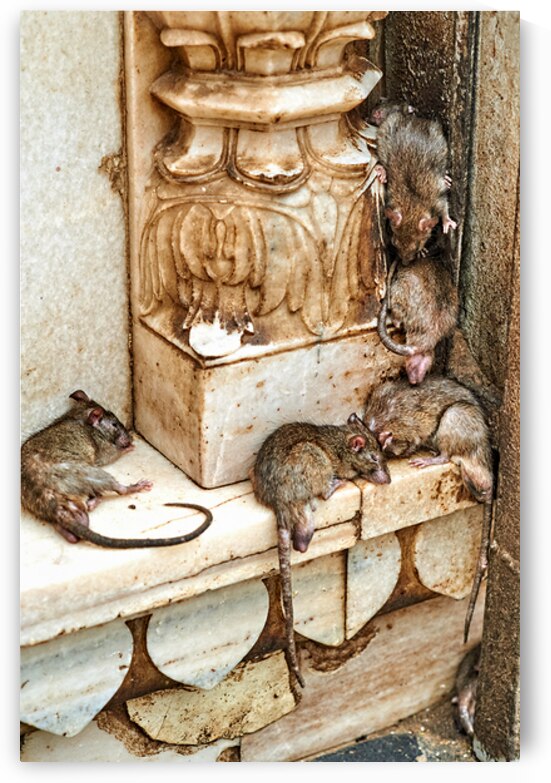 Visit to Shree Karni Mataj Temple with rats in Deshnok Rajasthan by Marco Brivio