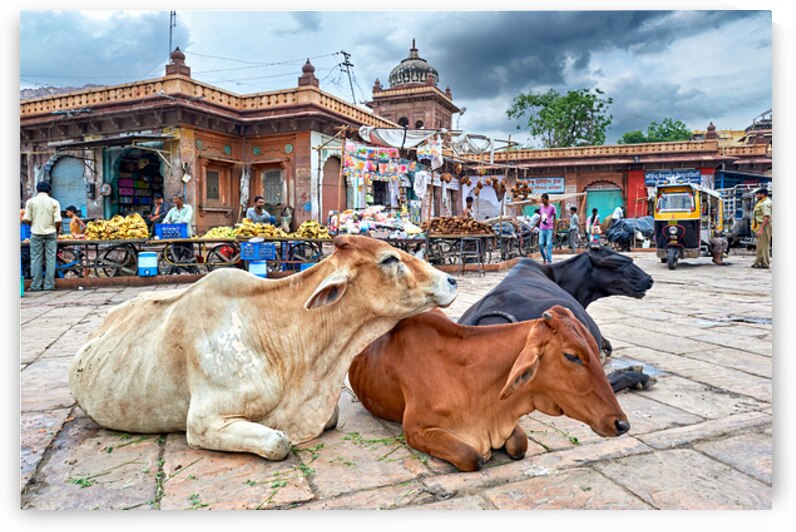 Cows resting at Sardar Market in Jodhpur Rajasthan during the d by Marco Brivio