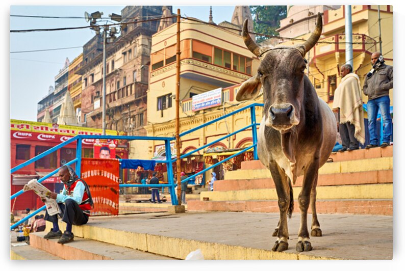 Sacred cow in Varanasi with people and shops in background by Marco Brivio