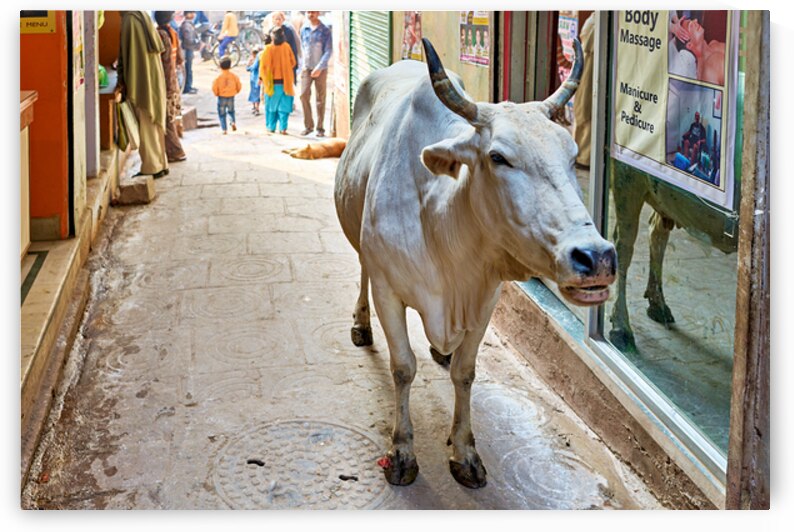 Holy cow walks through the streets of Varanasi in Uttar Pradesh by Marco Brivio