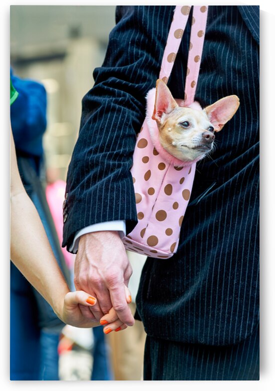Easter Sunday in Manhattan features a dog in a bag during the pa by Marco Brivio