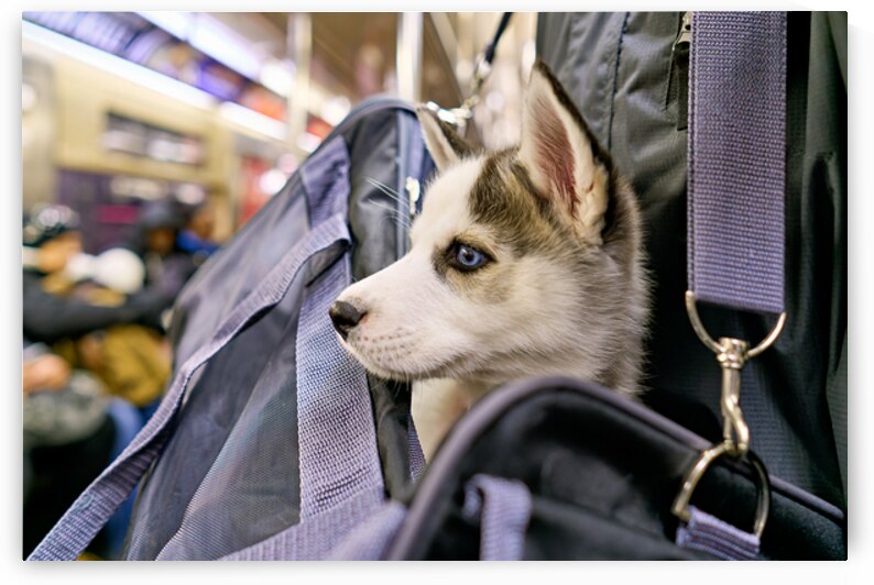Dog riding in bag on subway in Manhattan New York City by Marco Brivio