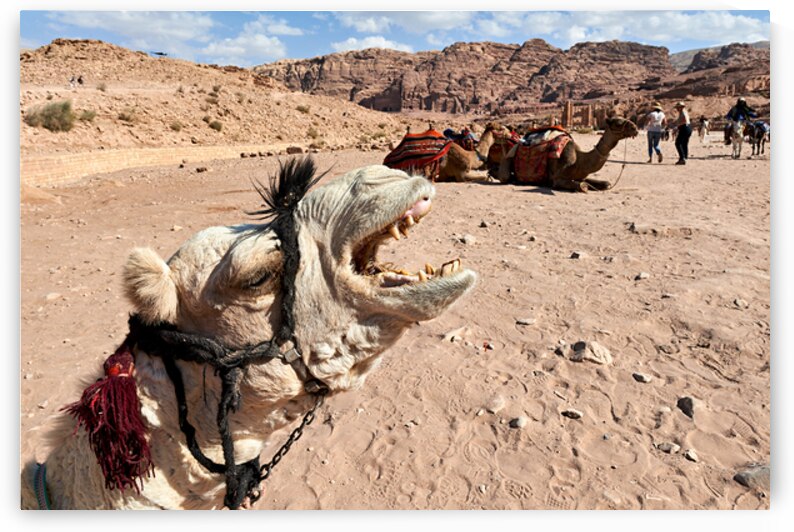 Tourists ride camels at Petra archaeological site in Jordan by Marco Brivio
