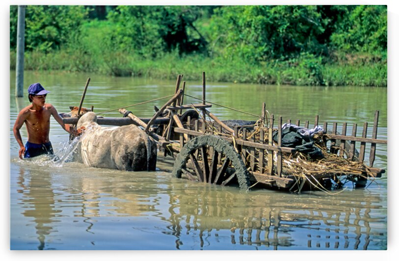 Washing cows in a river in the countryside of Myanmar by Marco Brivio