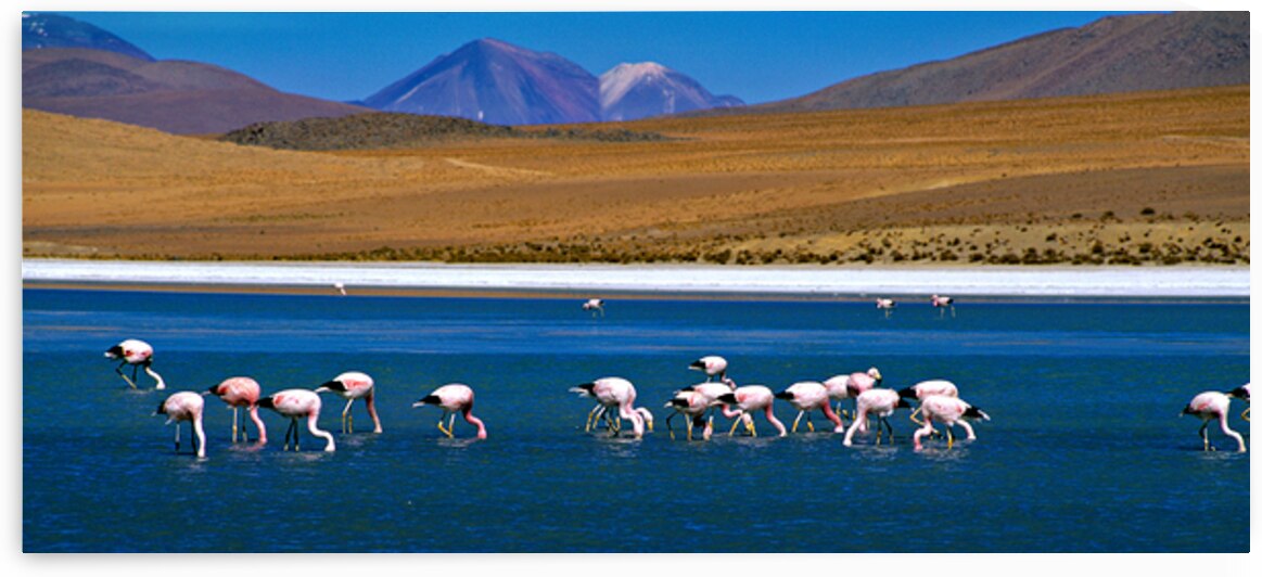 Flamingos feeding in a blue lake with mountains. by Marco Brivio