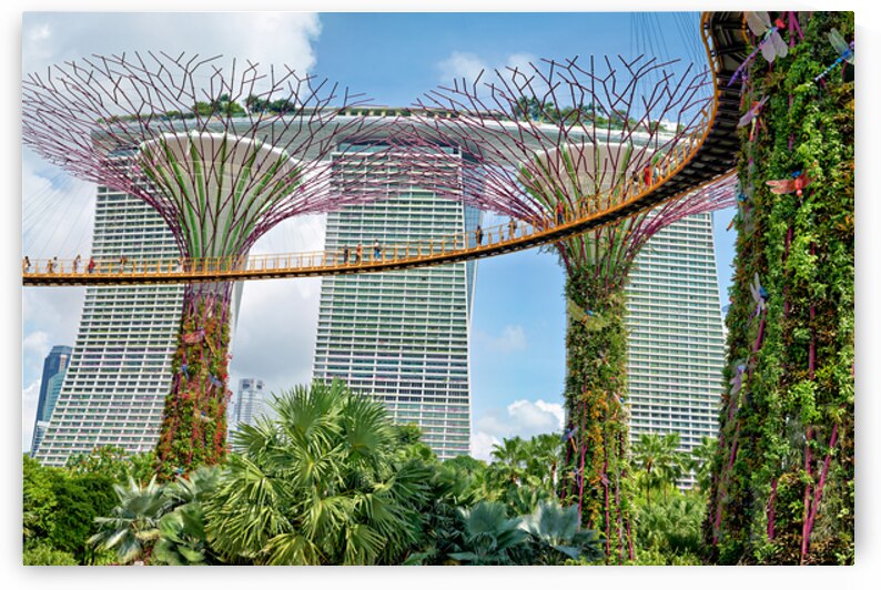 People walk on bridge connecting to Supertree Grove in Singapore by Marco Brivio