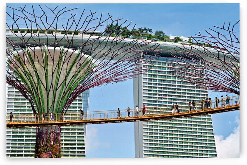People walk on bridge connecting to Supertree Grove in Singapore by Marco Brivio