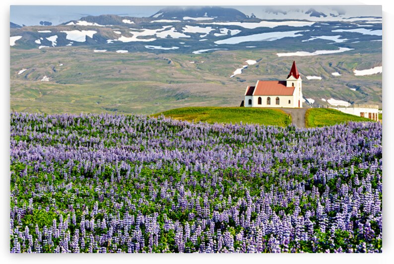 Ingjaldsoll church stands in a field of flowers in Iceland by Marco Brivio