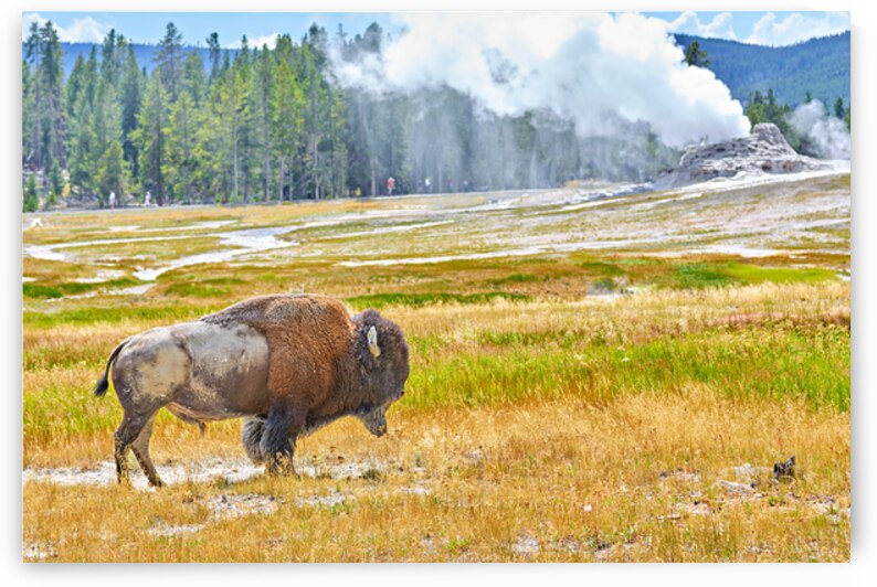 Wild bison roam in Yellowstone National Park near geysers by Marco Brivio