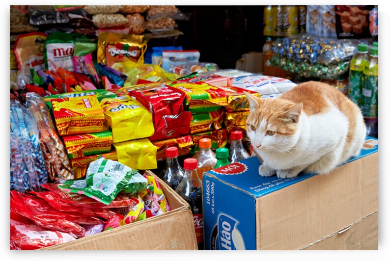 Cat sitting on boxes in Hanoi market during daytime by Marco Brivio