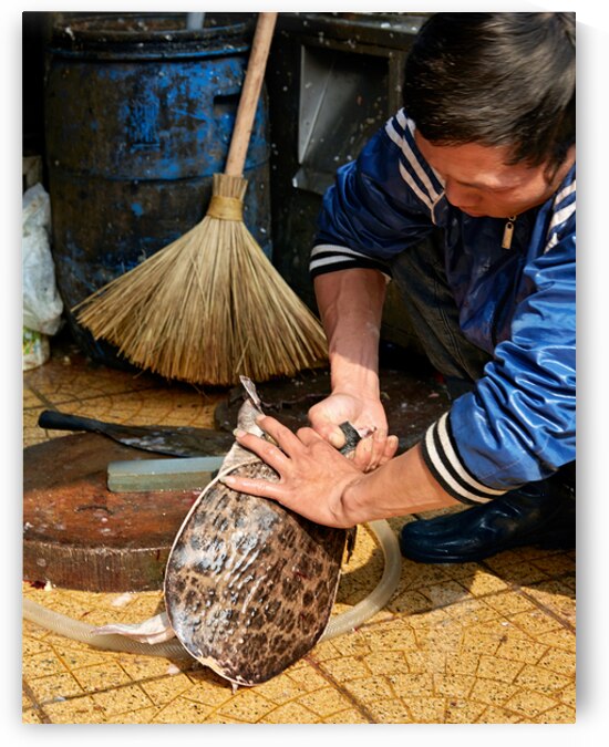 Man preparing turtle at market in Hanoi during daytime by Marco Brivio