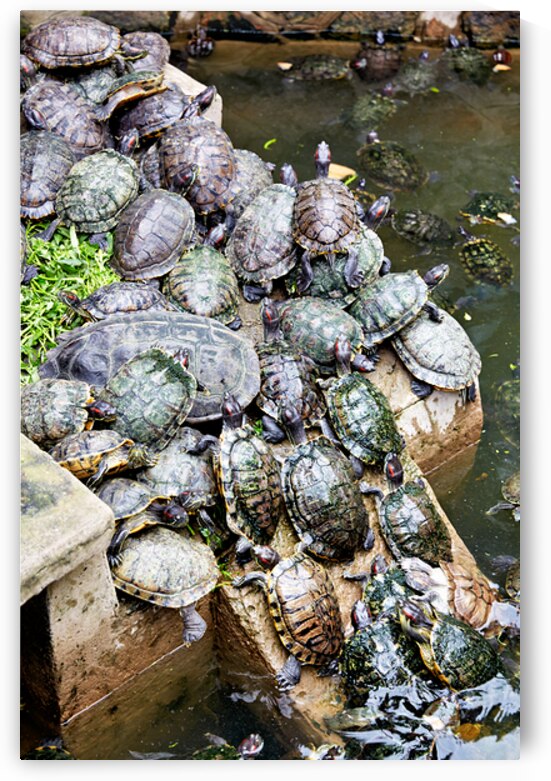 Turtles gather on a stone by the water in Saigon Vietnam by Marco Brivio